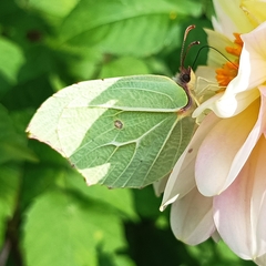 Gonepteryx nepalensis