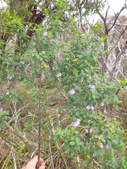 Prostanthera caerulea