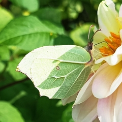 Gonepteryx nepalensis