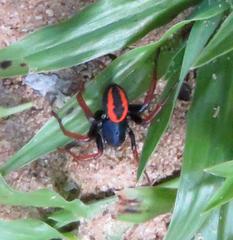 Psammorygma aculeatum