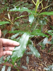 Schizomeria ovata