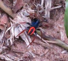 Psammorygma aculeatum