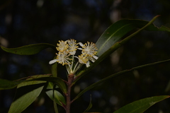 Tasmannia stipitata