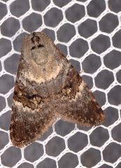 Acatapaustus leucospila