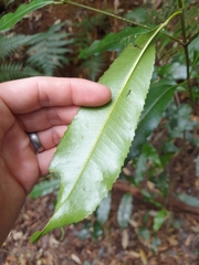 Schizomeria ovata