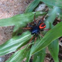 Psammorygma aculeatum