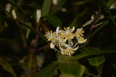 Tasmannia stipitata