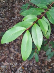 Pilidiostigma glabrum