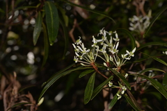 Tasmannia stipitata