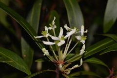 Tasmannia stipitata