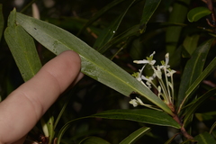 Tasmannia stipitata