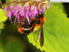 Bombus breviceps