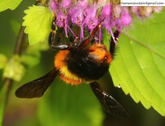 Bombus breviceps
