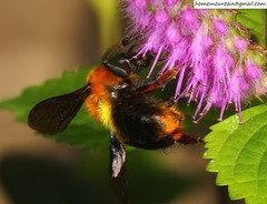 Bombus breviceps