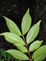 Pilidiostigma glabrum