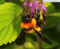 Bombus breviceps