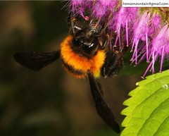 Bombus breviceps
