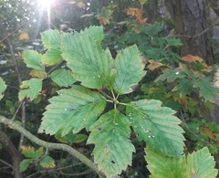 Karpatiosorbus badensis