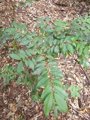 Pilidiostigma glabrum