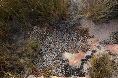 Pronolagus saundersiae