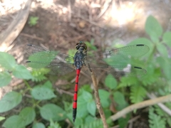 Agrionoptera insignis