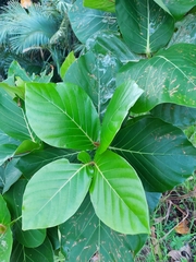 Neonauclea reticulata