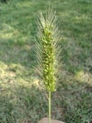 Setaria viridis viridis