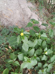 Malvastrum coromandelianum