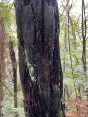 Cyathea cunninghamii