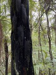 Cyathea cunninghamii