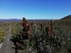 Hakea victoria