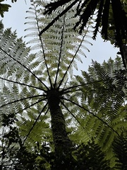 Cyathea cunninghamii