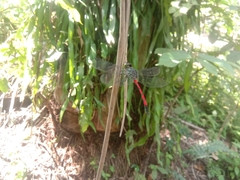 Agrionoptera insignis