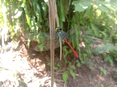 Agrionoptera insignis