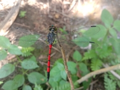 Agrionoptera insignis