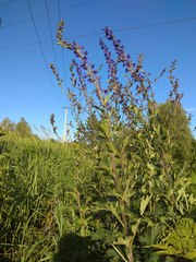 Delphinium retropilosum