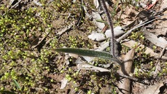 Caladenia leptochila