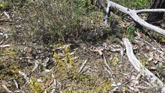 Caladenia leptochila