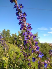Delphinium retropilosum