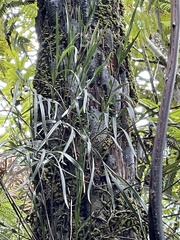 Cyathea cunninghamii
