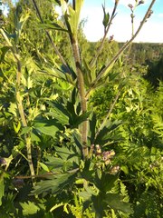 Delphinium retropilosum