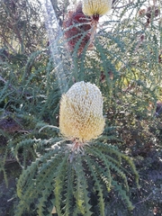 Banksia speciosa