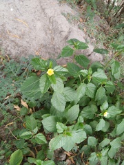 Malvastrum coromandelianum