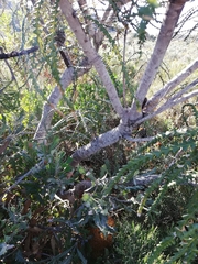 Banksia speciosa