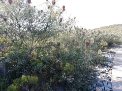 Banksia speciosa