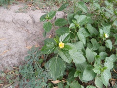 Malvastrum coromandelianum