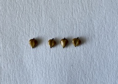 Bolboschoenus planiculmis