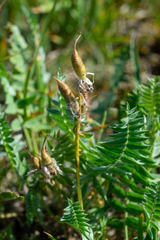Oxytropis ambigua