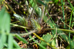 Oxytropis ambigua
