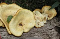 Lentinus sajor-caju image